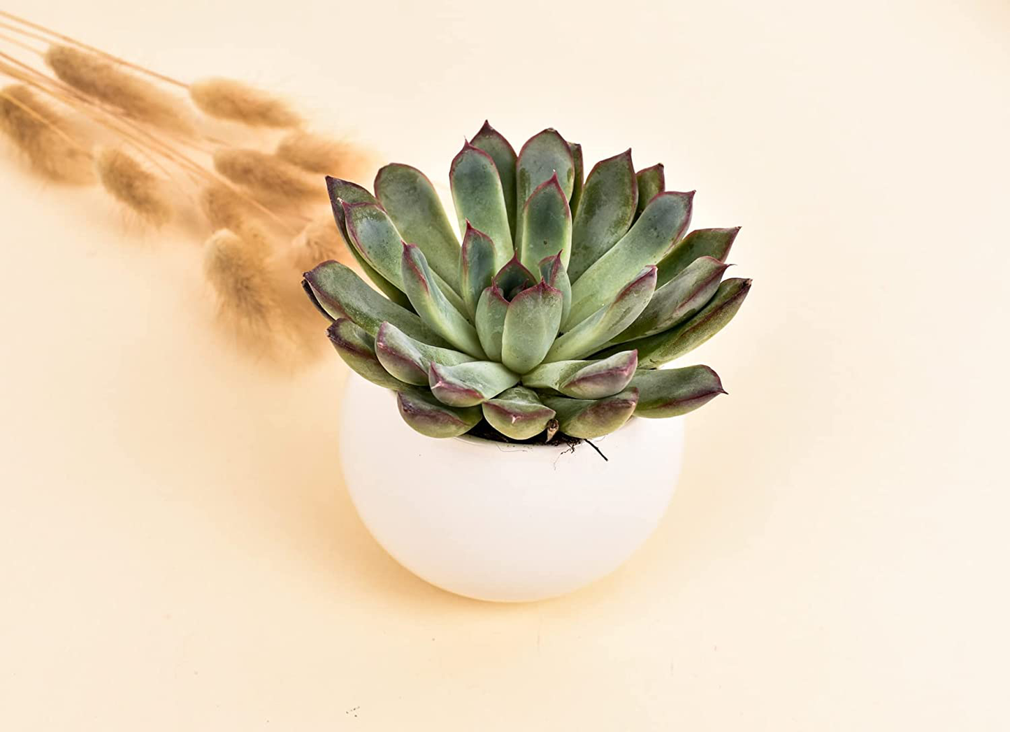 Sending You Sunshine Succulent Gift Box - Live Succulent Gift - Friendship Gift - Thinking of You Gift - Send a Gift - Care Package (XBM2) Arts & Entertainment > Party & Celebration > Gift Giving Natural Succulents