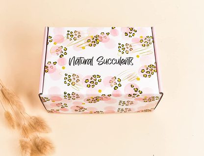 Sending You Sunshine Succulent Gift Box - Live Succulent Gift - Friendship Gift - Thinking of You Gift - Send a Gift - Care Package (XBM2) Arts & Entertainment > Party & Celebration > Gift Giving Natural Succulents   